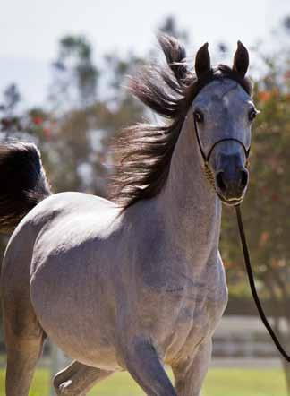 The results included several renowned and champion Ansata bred M s, all sired by Ansata Halim Shah such as the spectacular Ansata Majesty,