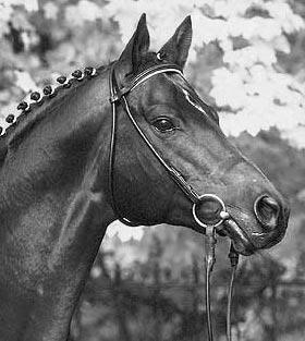 were looking to add. During this time, according to Eugen Wahler, of Klosterhof Medingen, The older Trakehner stallions represented modern riding horses and brought more type to the Hanoverian breed.