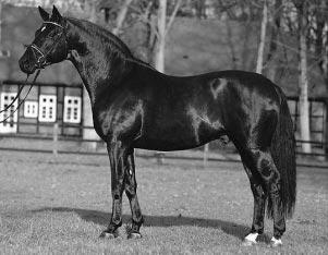 Abglanz derived from a famous dynasty. His dam, Abendluft, was the full sister to renowned hereditary transmitters Absinth, Absalon and Abendstern.