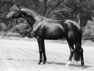 Outside Influences, Part II dam line, and passed on Arabian traits to his offspring. He produced several stallion sons, some very good mares, and he especially produced some good jumping horses (i.e. Lasso and Lavendel) according to Monika Meyer of the VhW.
