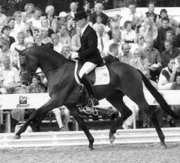 A few short weeks later, he was the sovereign winner of the stallion performance test at Adelheidsdorf with 135 points overall and a stunning 147 points in dressage.