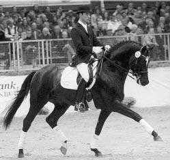 As a testament to his character and rideability, Caprimond now serves as a Grand Prix schoolmaster for Theresa Wahler, teenage daughter of Eugen Wahler, the owner of Klosterhof Medingen.