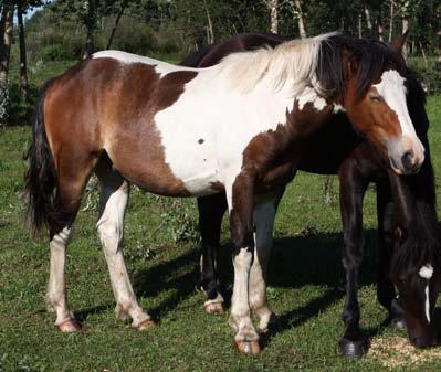 W - Willy Wonka 1yr old Paint Stud This 2009 stud is a Grandson of Cowboy.