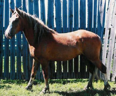 Coconut, Six time world bareback horse. She had been dummied out 4-5 times.