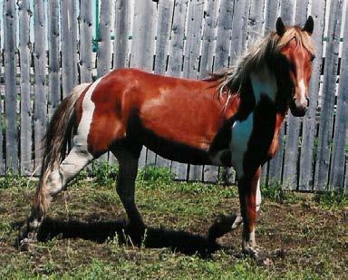 T - Thor 3 yr old Paint Gelding This 2007 gelding is a Grandson of Grated Coconut.