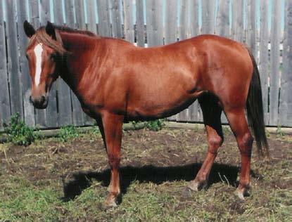 He has been dummied 2 or 3 times. T - Two to Tango 3 yr old Sorrel Mare This 2007 mare is a Granddaughter of Grated Coconut.