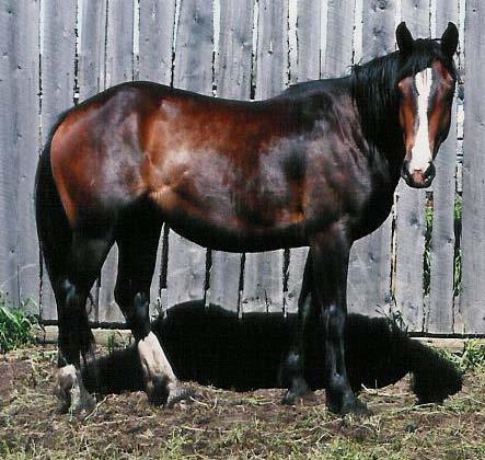 T - Troubador 3 yr old Bay Gelding This 2007 gelding is a Grandson of Grated Coconut, Six time world bareback