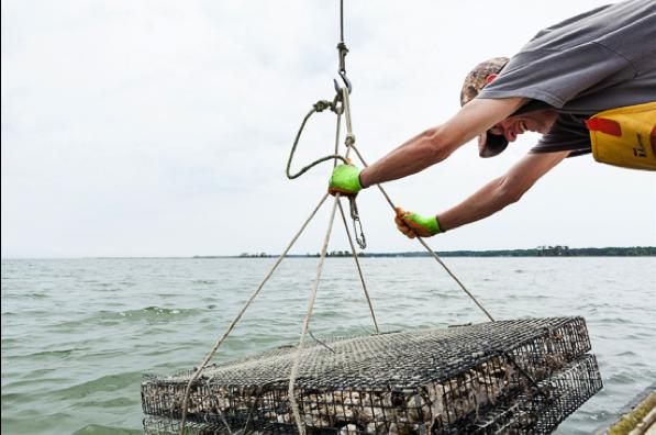Bottom oyster cages require only a small buoy on the surface [http://www.chesapeakebay.net/blog/post/not_your_ grandfathers_oyster_company] [http://www.aces.