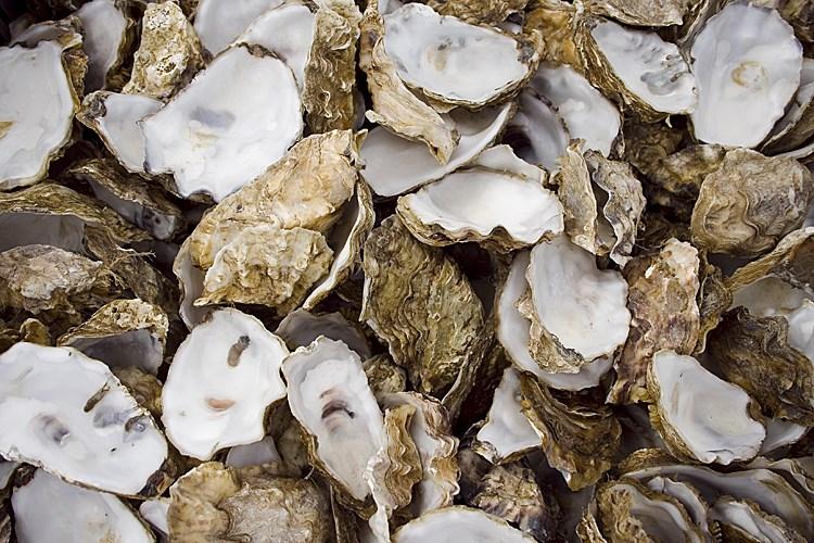 Unfortunately, though, today's oyster population is estimated at only two percent of its original level.