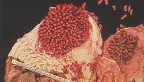 Larvae In Stomach Lay eggs on hairs of throat, legs Spend winter months in stomach of horse Passed