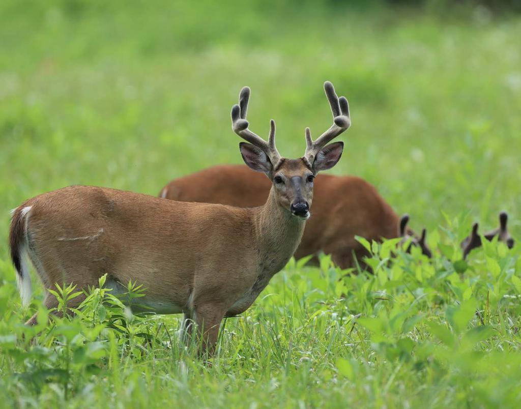 The Role of Genetics and Nutrition in DEER MANAGEMENT Eric Michel, Steve Demarais,