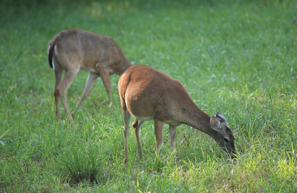 Good nutrition for bucks starts with their mothers. Photo by Steve Gulledge these plants; you just have to prepare a spot for them to grow.