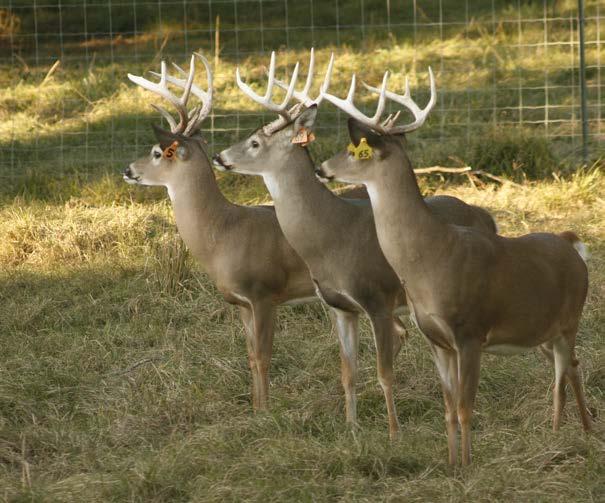 Prior to the 1940s, much of the southeastern United States was devoid of deer, so wildlife agencies spent decades stocking deer throughout their respective states.