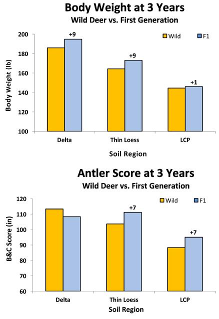 So, unlike their mothers, this first generation of captive-raised Delta, Thin Loess, and LCP fawns all received the same high-quality diet.