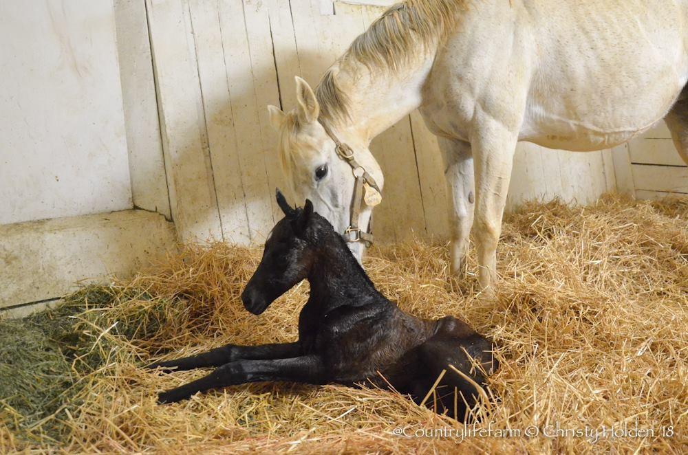 Imagining Wild American filly,