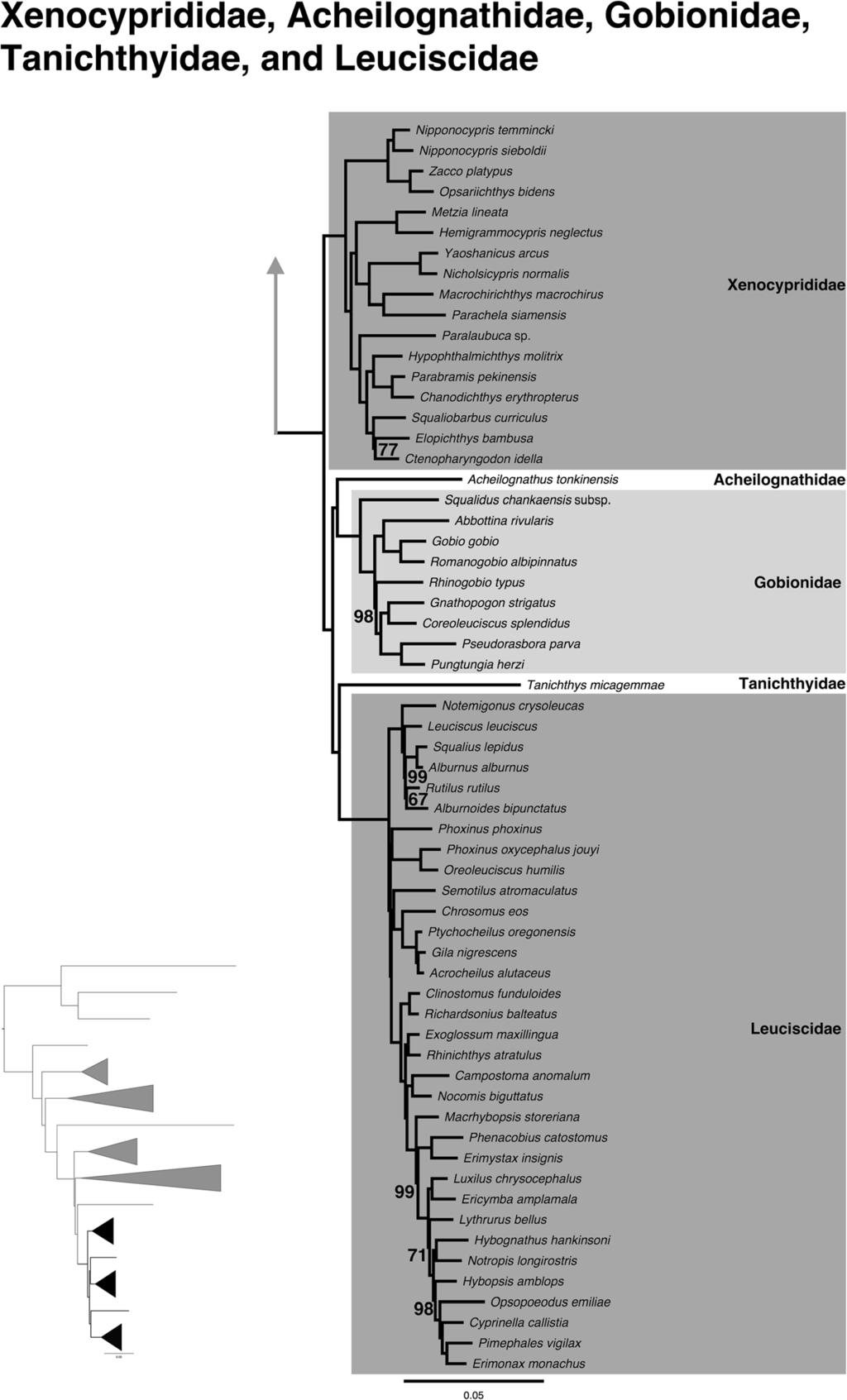 Stout et al. BMC Evolutionary Biology (2016) 16:244 Page 10 of 13 Fig. 6 Expansion of Xenocyprididae, Acheilognathidae, Gobionidae, Tanichthyidae, and Leuciscidae from the ML tree shown in Fig.