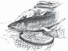 Dear Trout Angler, As you plan your trout fishing trip in Wisconsin for 2005, it s a fair question to ask what you get for your fishing license and trout stamp purchase. Consider the following.