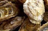 SHELLFISH FARMING AN ENVIRONMENTALLY FRIENDLY AND SUSTAINABLE BUSINESS MODEL Shellfish mariculture does not cause pollution Filter feeding shellfish improve water quality Provides habitat for
