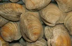 SHELLFISH FARMING GROWING THE LOCAL COMMERCIAL FISHING INDUSTRY Proven business model with high success rate No re inventing the wheel Shellfish farming/production on the East