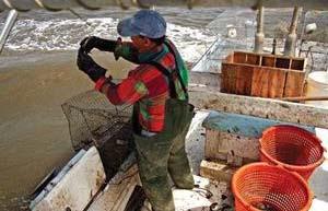 SHELLFISH FARMING GROWING THE LOCAL COMMERCIAL FISHING INDUSTRY Encourage entrepreneurial spirit Offer job opportunities in support services such as hatcheries, fish houses, equipment suppliers, boat