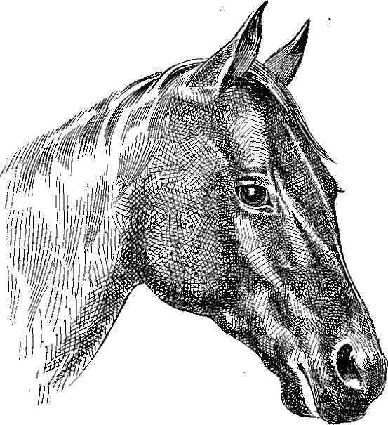 If a horse has an excellent forehead, like Type No. I, and a slight bulge extending up between the eyes, this would indicate that he belongs in Types No. 2 and No. 1.