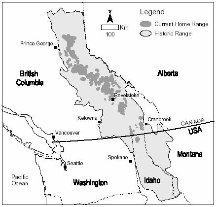 mountain caribou have evolved without long periods of isolation from other ecotypes (perhaps even evolving more than once, judging by genetic differences among mountain caribou subpopulations).