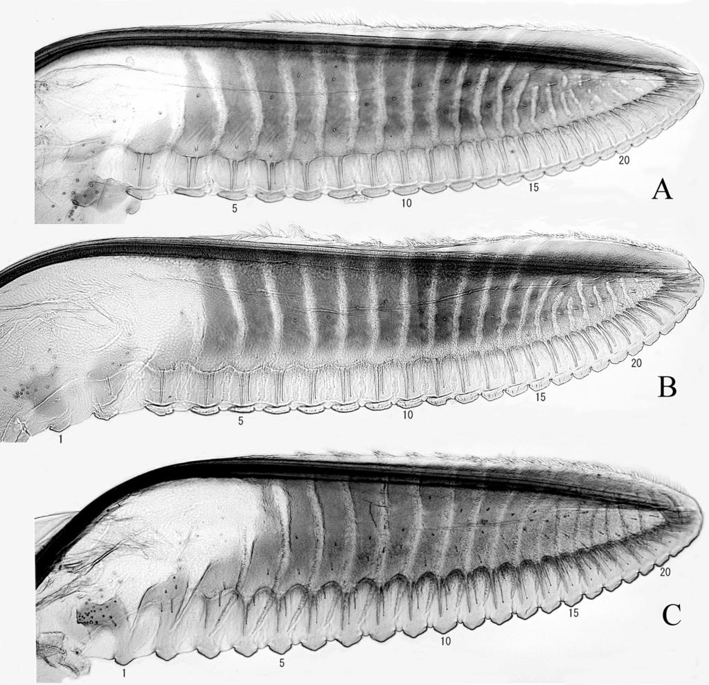 140 Akihiko Shinohara, Meicai Wei and Hideho Hara Fig. 8. Lancets, lateral view. A, Arge thaumatopygia, holotype; B, do., paratype; C, A. niuae, holotype.