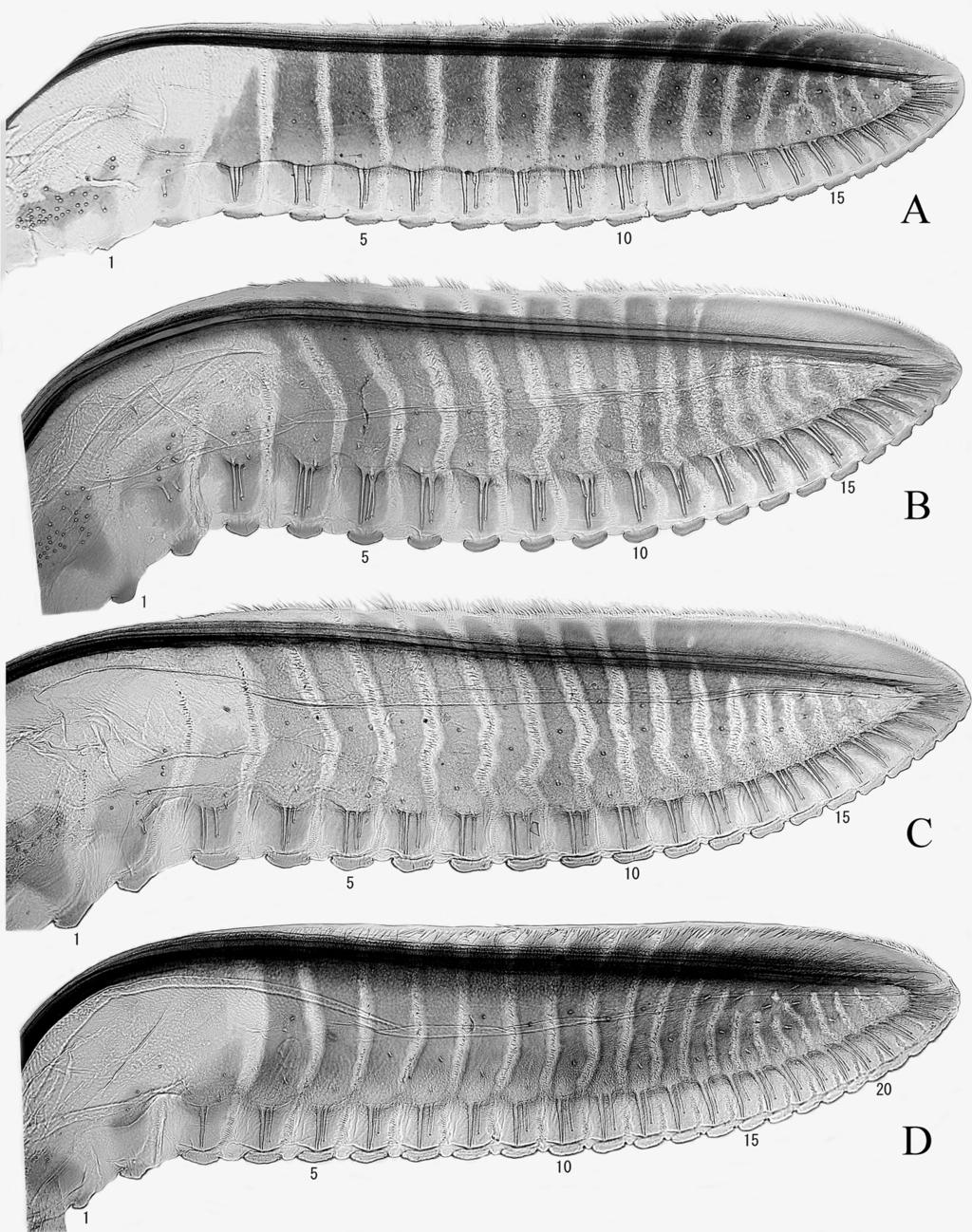 Sawflies of Arge thaumatopygia Group 141 Fig. 9. Lancets, lateral view. A, Arge metalloflagella, holotype; B, A. curvatantenna, Jiuwanshan; C, do., Andaihou; D, A. meliosmae, paratype from Miyagi.