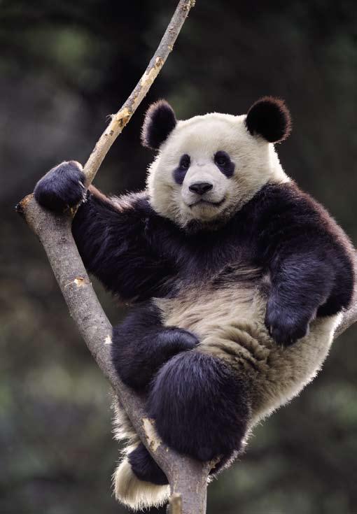 My pandas YOUR ADOPTION UPDATE Conservation