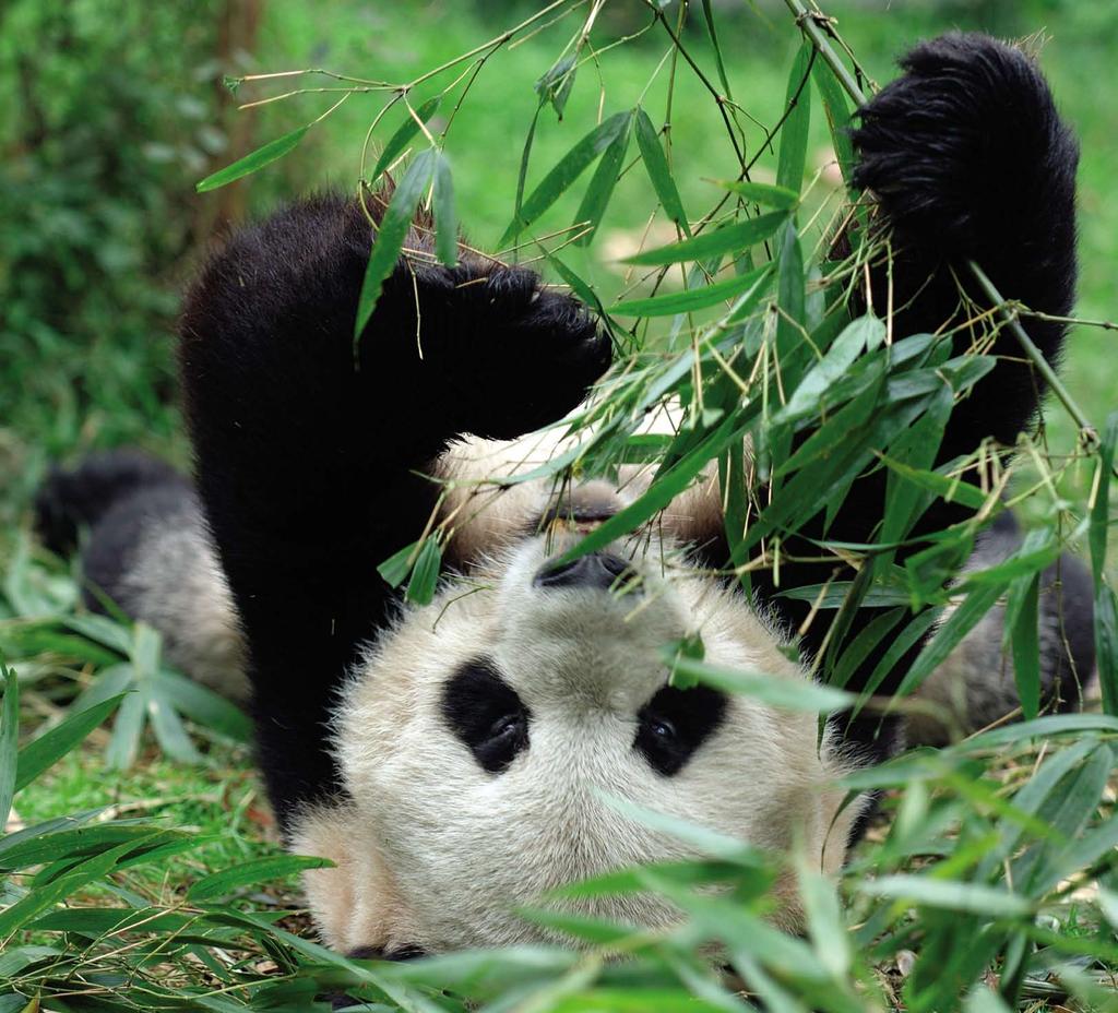 WILDLIFE AT RISK istockphoto Around the world, wild animals like giant pandas are under threat. One in four mammals, one in eight birds and one in three of all amphibians are facing extinction.