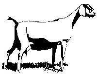 DAIRY & MEAT GOATS Division C & D Dairy Goats --Division C Class 1 Alpine 2 Nubian 3 Toggenburg 4 Saanen 5 Lamancha 6 Nigerian Dwarf 7 Other pure breeds, specify 8 Crossbreds Lot 1-Jr.