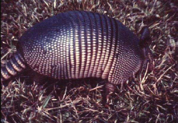 Armadillos live in dens and some damage also can be caused by their burrowing under foundations, driveways, and other structures.