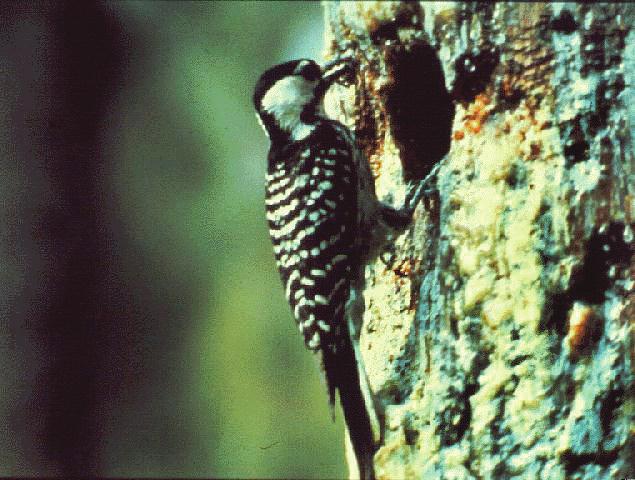 UNDERSTANDING THE There are three reasons why woodpeckers peck on houses. The first and most common is to establish territories and attract mates.
