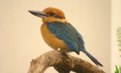 Consultation Part 1 Following the initiation of consultation, the USFWS began to focus on the effects to the recovery habitat of the kingfisher, as it was thought to be most likely to trigger a