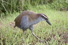 the Guam rail, and Serianthes Navy developed in-depth conservation