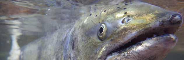 CALIFORNIA COAST CHINOOK SALMON Oncorhynchus tshawytscha LEVEL OF CONCERN: HIGH California Coastal Chinook salmon are vulnerable to extinction in the next 50-100 years if coastal stream conditions