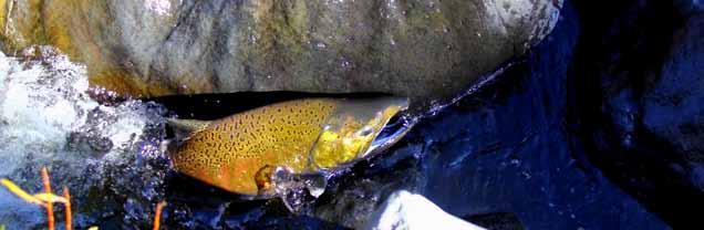 CENTRAL VALLEY FALL-RUN CHINOOK SALMON Oncorhynchus tshawytscha LEVEL OF CONCERN: HIGH Central Valley (CV) fall-run Chinook salmon abundance has fluctuated widely in recent years, but the number of