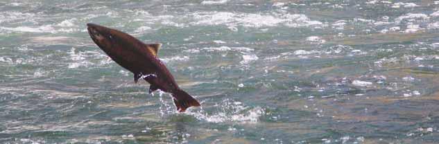 CENTRAL VALLEY LATE FALL-RUN CHINOOK SALMON Oncorhynchus tshawytscha LEVEL OF CONCERN: HIGH Central Valley (CV) late fall-run Chinook salmon are vulnerable to extinction in the next 50-100 years.