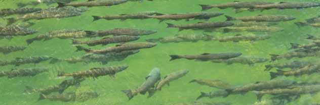 CENTRAL VALLEY SPRING-RUN CHINOOK SALMON Oncorhynchus tshawytscha LEVEL OF CONCERN: CRITICAL Central Valley (CV) spring-run Chinook are vulnerable to extinction in the next 50 years or less if