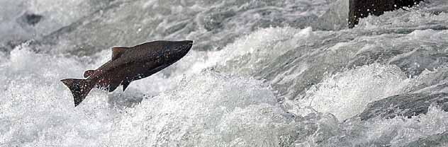 SACRAMENTO RIVER WINTER-RUN CHINOOK SALMON Oncorhynchus tshawytscha LEVEL OF CONCERN: CRITICAL Sacramento River winter-run Chinook salmon (winter-run) face immediate risk of extinction.