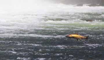 UPPER KLAMATH-TRINITY RIVERS SPRING-RUN CHINOOK SALMON Oncorhynchus tshawytscha LEVEL OF CONCERN: CRITICAL Chinook salmon exhibiting spring run timing in the Klamath Basin are likely to disappear in
