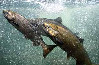 Small, self-sustaining populations remain primarily in the Salmon and South Fork Trinity rivers, where they are highly vulnerable to climate change, hybridization with hatchery-origin fish, and other