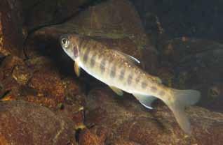 CENTRAL CALIFORNIA COAST COHO SALMON Oncorhynchus kisutch LEVEL OF CONCERN: CRITICAL Most or all Central California Coast Coho salmon populations in small coastal streams will become extinct in the