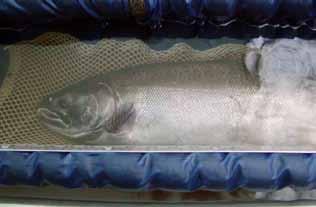 SOUTHERN OREGON/ NORTHERN CALIFORNIA COAST COHO SALMON Oncorhynchus kisutch LEVEL OF CONCERN: CRITICAL Southern Oregon/Northern California Coast Coho are critically vulnerable to extinction as wild
