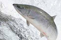 PINK SALMON Oncorhynchus keta LEVEL OF CONCERN: CRITICAL 1.6 Pink salmon in California are considered by many to be strays from more northern populations.