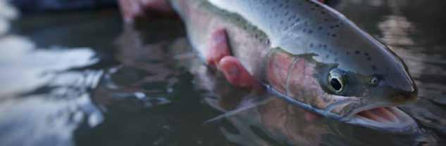 KLAMATH MOUNTAINS PROVINCE WINTER STEELHEAD Oncorhynchus mykiss irideus LEVEL OF CONCERN: MODERATE Klamath Mountain Province (KMP) winter steelhead are in a state of decline from historical numbers