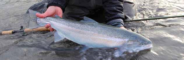 NOrthern california WINTER STEELHEAD Oncorhynchus mykiss irideus LEVEL OF CONCERN: MODERATE Northern California winter steelhead are in a state of long-term decline over much of their range due to
