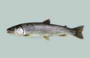 to improve conditions for Coastal Cutthroat trout. Area occupied 5 Found in many watersheds from Eel River tributaries north to Oregon.