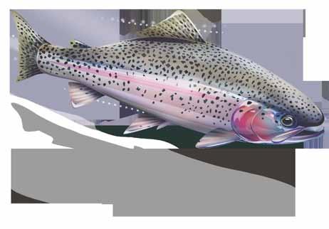EAGLE LAKE RAINBOW Trout Oncorhynchus mykiss aquilarum LEVEL OF CONCERN: HIGH 2.
