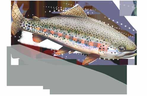 KERN RIVER RAINBOW Trout Oncorhynchus mykiss gilbertii LEVEL OF CONCERN: CRITICAL Photo: Bill Brubaker.